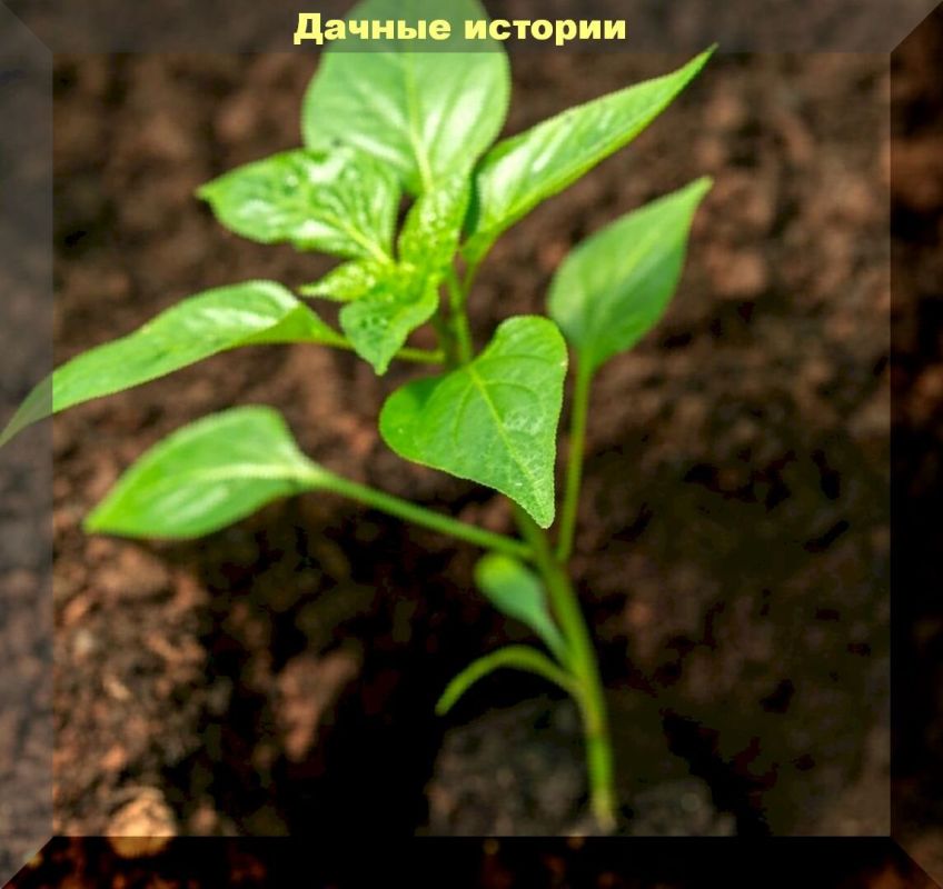 Как правильно подкармливать рассаду перца: секреты успешного роста