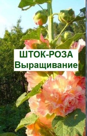 -:        