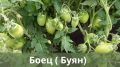 Томат, который восхищает огородников: легенда северного садоводства