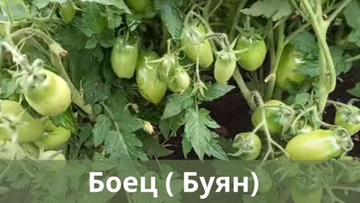 ,   :   