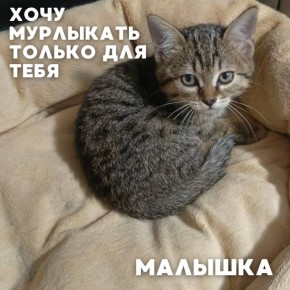 Сегодня в рубрике #Ищу_человека делимся информацией от наших подписчиков, которые взяли себе самых очаровательных питомцев на временную передержку и ищут им теплый дом