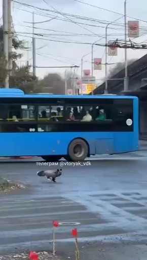 Лисица на дорогах города. Сегодня во Владивостоке, на улице Русской, местные жители заметили неожиданную гостью — лису! Похоже, это была чья-то домашняя питомица, решившая устроить самостоятельную прогулку
