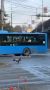 Лисица на дорогах города. Сегодня во Владивостоке, на улице Русской, местные жители заметили неожиданную гостью — лису! Похоже, это была чья-то домашняя питомица, решившая устроить самостоятельную прогулку