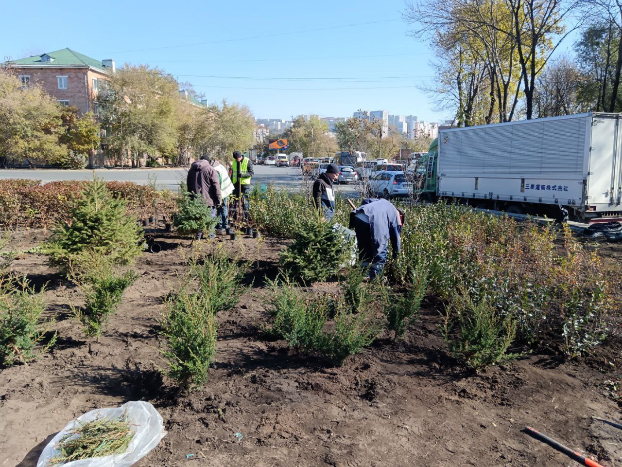 Специалисты городского предприятия «Зеленый Владивосток» украсили клумбу на улице Спортивной новыми растениями Специалисты городского предприятия «Зеленый Владивосток» украсили клумбу на улице Спортивной новыми растениями