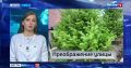 Новости Приморья коротко. Вести Приморье в МАХ