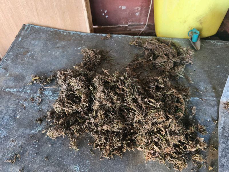 В Пожарском округе полицейские обнаружили и изъяли марихуану у жителя Лучегорска В Пожарском округе полицейские обнаружили и изъяли марихуану у жителя Лучегорска