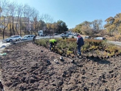 Специалисты городского предприятия «Зеленый Владивосток» украсили клумбу на улице Спортивной новыми растениями