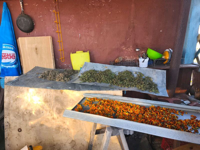 В Пожарском округе полицейские обнаружили и изъяли марихуану у жителя Лучегорска