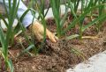 Как правильно распорядиться мульчей осенью: советы для дачников