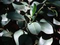 Уникальный подход к поливу фикуса с крупными листьями