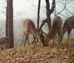 Две самки оленя столкнулись лбами друг с другом во время трапезы