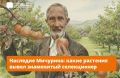Яблони и сливы Ивана Мичурина могут расти у вас на даче!