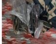 Сотрудниками органов безопасности в Приморском крае задержан гражданин России при попытке контрабандного перемещения дериватов диких животных из России в одну из азиатских стран