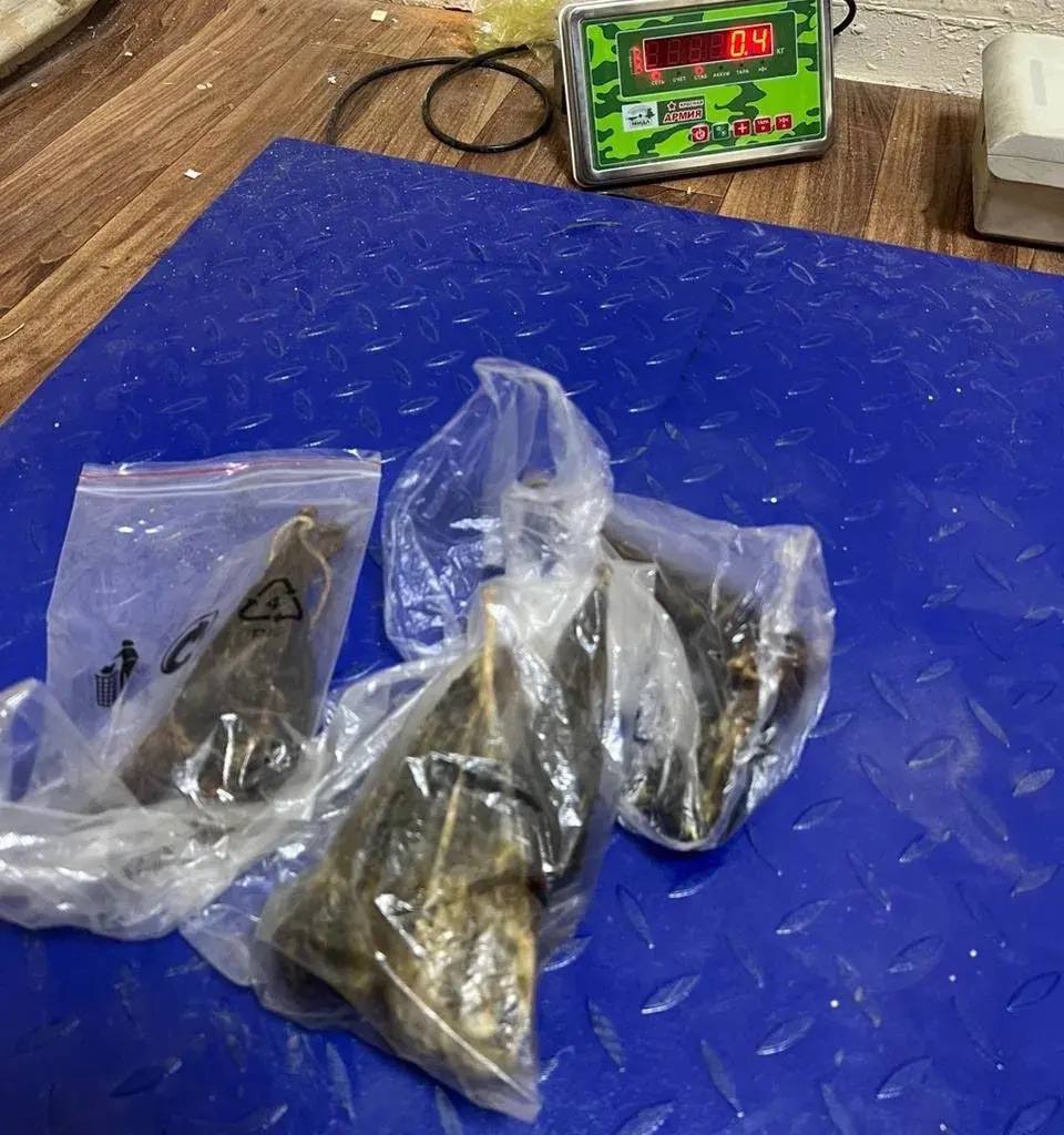 Сотрудниками органов безопасности в Приморском крае задержан гражданин России при попытке контрабандного перемещения дериватов диких животных из России в одну из азиатских стран Сотрудниками органов безопасности в Приморском крае задержан гражданин России при попытке контрабандного перемещения дериватов диких животных из России в одну из азиатских стран