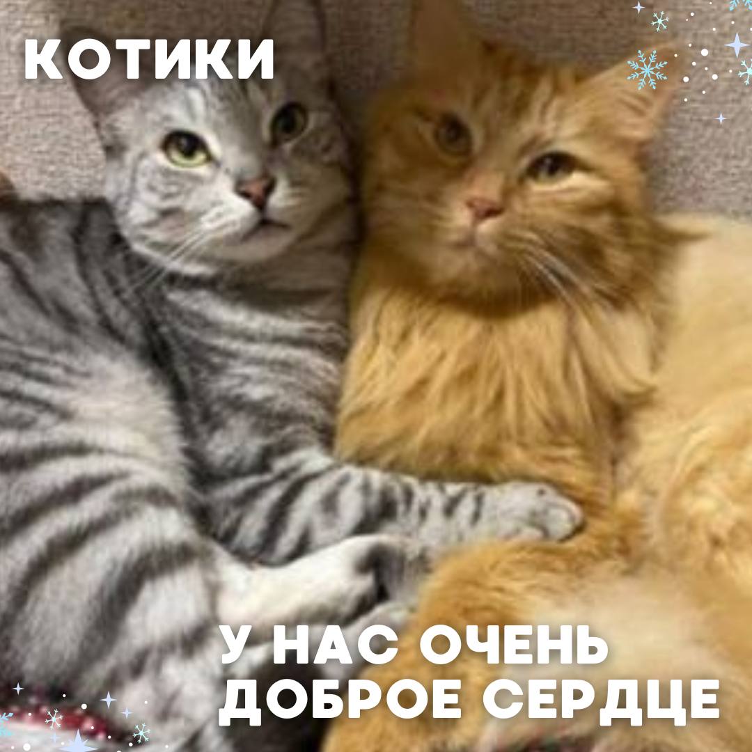 Сегодня в рубрике #Ищу_человека делимся информацией от наших подписчиков, которые взяли себе самых очаровательных питомцев на временную передержку и ищут им теплый дом Сегодня в рубрике #Ищу_человека делимся информацией от наших подписчиков, которые взяли себе самых очаровательных питомцев на временную передержку и ищут им теплый дом