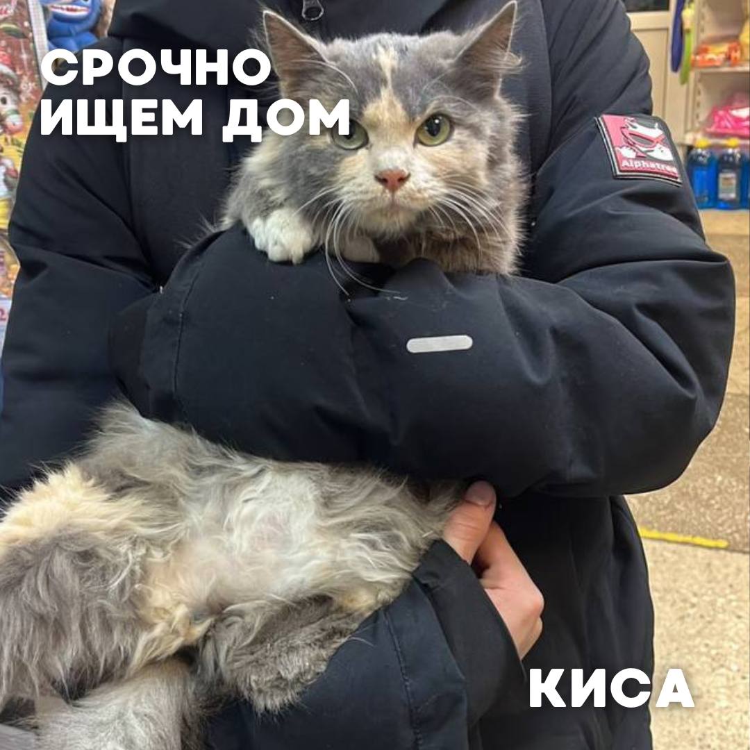 Сегодня в рубрике #Ищу_человека делимся информацией от наших подписчиков, которые взяли себе самых очаровательных питомцев на временную передержку и ищут им теплый дом Сегодня в рубрике #Ищу_человека делимся информацией от наших подписчиков, которые взяли себе самых очаровательных питомцев на временную передержку и ищут им теплый дом