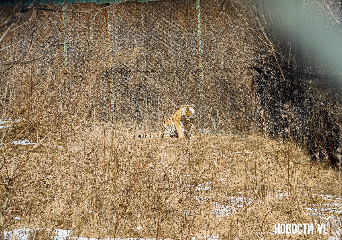 На перекрёстке Русской и проспекта 100-летия Владивостока разбирают крупную рекламную конструкцию На перекрёстке Русской и проспекта 100-летия Владивостока разбирают крупную рекламную конструкцию