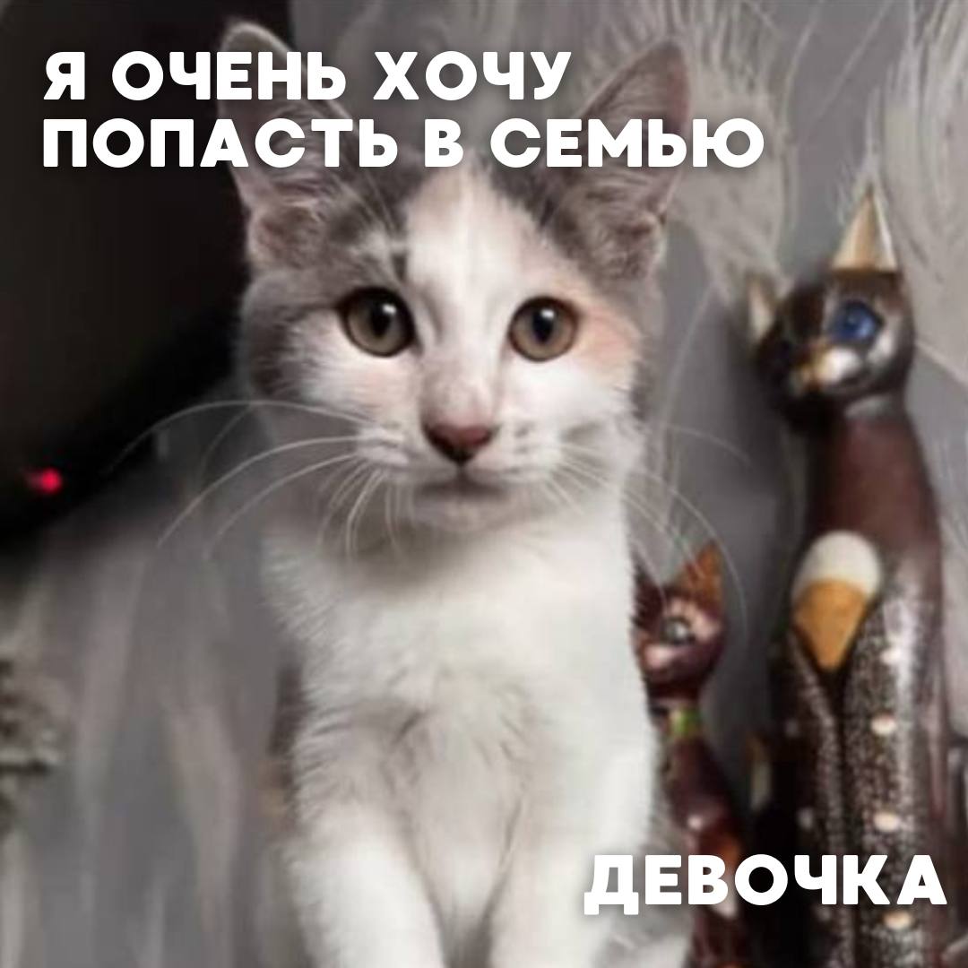 Сегодня в рубрике #Ищу_человека делимся информацией от наших подписчиков, которые взяли себе самых очаровательных питомцев на временную передержку и ищут им теплый дом Сегодня в рубрике #Ищу_человека делимся информацией от наших подписчиков, которые взяли себе самых очаровательных питомцев на временную передержку и ищут им теплый дом