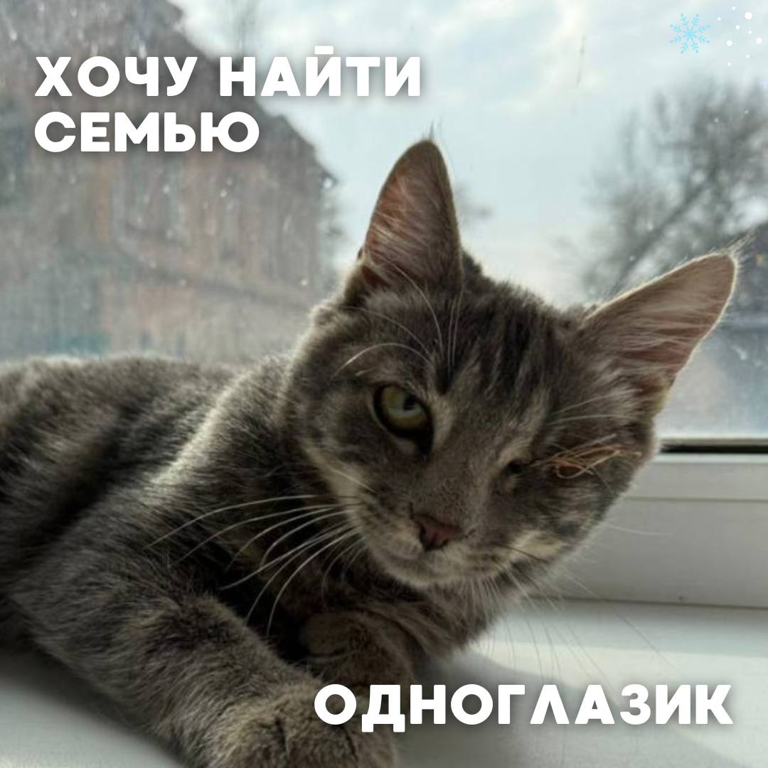 Сегодня в рубрике #Ищу_человека делимся информацией от наших подписчиков, которые взяли себе самых очаровательных питомцев на временную передержку и ищут им теплый дом Сегодня в рубрике #Ищу_человека делимся информацией от наших подписчиков, которые взяли себе самых очаровательных питомцев на временную передержку и ищут им теплый дом