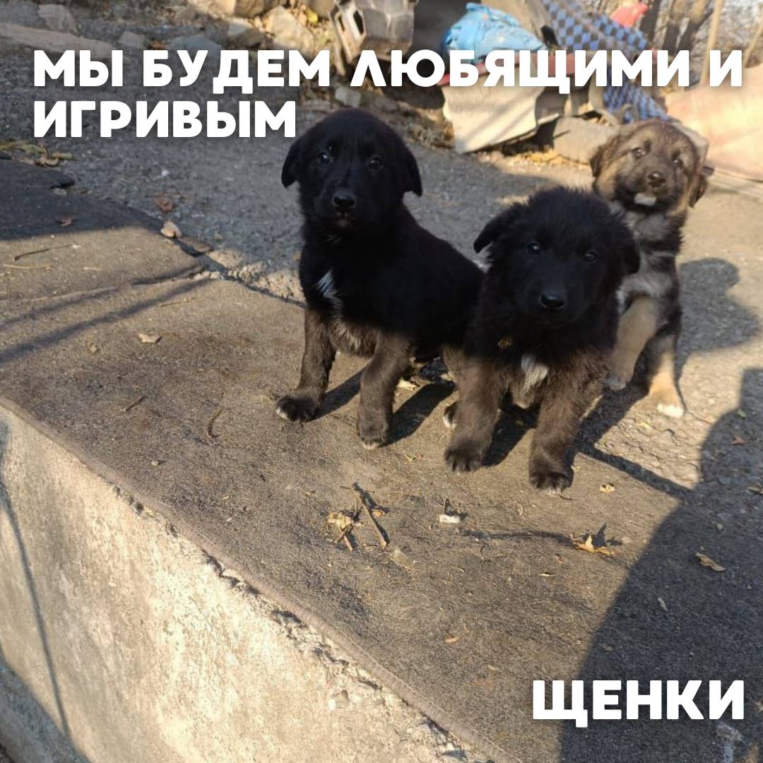 Сегодня в рубрике #Ищу_человека делимся информацией от наших подписчиков, которые взяли себе самых очаровательных питомцев на временную передержку и ищут им теплый дом Сегодня в рубрике #Ищу_человека делимся информацией от наших подписчиков, которые взяли себе самых очаровательных питомцев на временную передержку и ищут им теплый дом