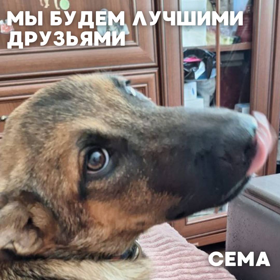 Сегодня в рубрике #Ищу_человека делимся информацией от наших подписчиков, которые взяли себе самых очаровательных питомцев на временную передержку и ищут им теплый дом Сегодня в рубрике #Ищу_человека делимся информацией от наших подписчиков, которые взяли себе самых очаровательных питомцев на временную передержку и ищут им теплый дом