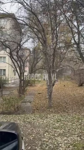 На Вострецова ястреб пообедал голубем