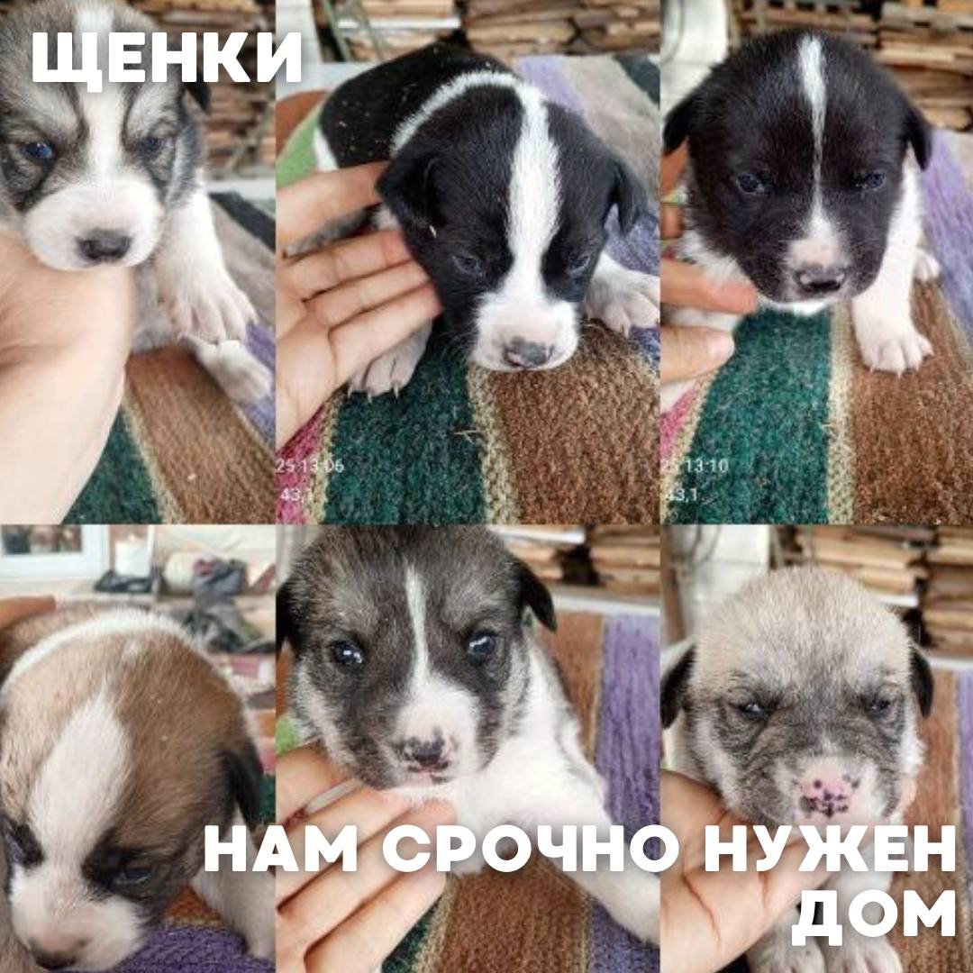 Сегодня в рубрике #Ищу_человека делимся информацией от наших подписчиков, которые взяли себе самых очаровательных питомцев на временную передержку и ищут им теплый дом Сегодня в рубрике #Ищу_человека делимся информацией от наших подписчиков, которые взяли себе самых очаровательных питомцев на временную передержку и ищут им теплый дом