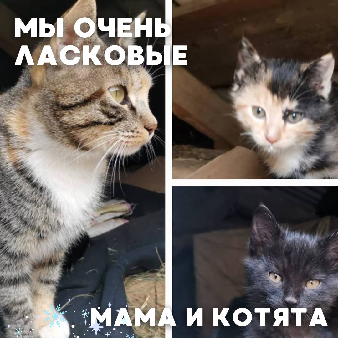 Сегодня в рубрике #Ищу_человека делимся информацией от наших подписчиков, которые взяли себе самых очаровательных питомцев на временную передержку и ищут им теплый дом Сегодня в рубрике #Ищу_человека делимся информацией от наших подписчиков, которые взяли себе самых очаровательных питомцев на временную передержку и ищут им теплый дом