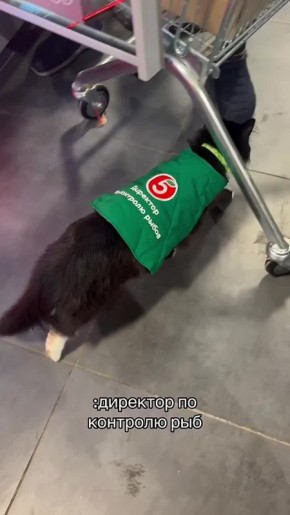 Во Владивостокском супермаркете появился пушистый контролёр рыбного отдела