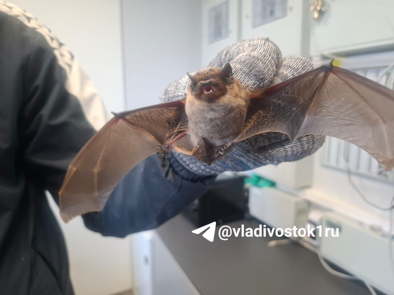 Во Владивостоке жители дома на ул. Мыс Кунгасный обнаружили летучую мышь