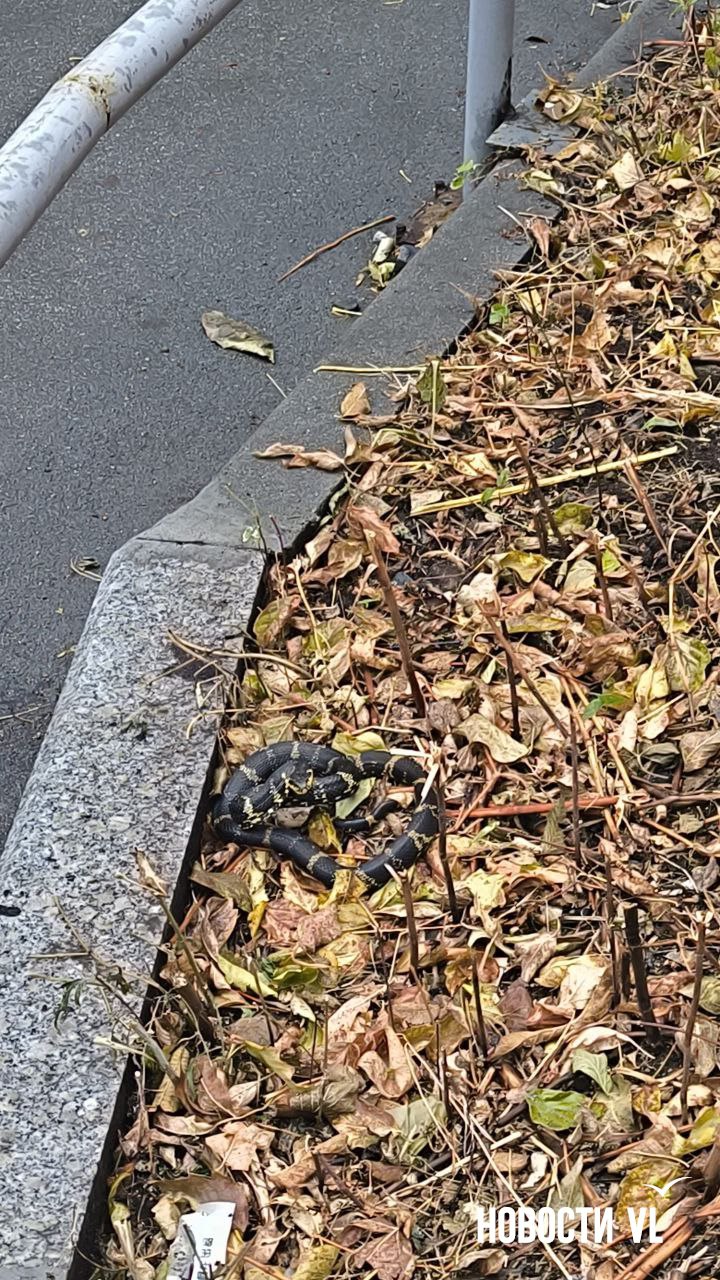 Возле дома на Жигура, 26 заметили амурского полоза Возле дома на Жигура, 26 заметили амурского полоза