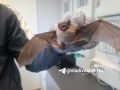 Во Владивостоке жители дома на ул. Мыс Кунгасный обнаружили летучую мышь