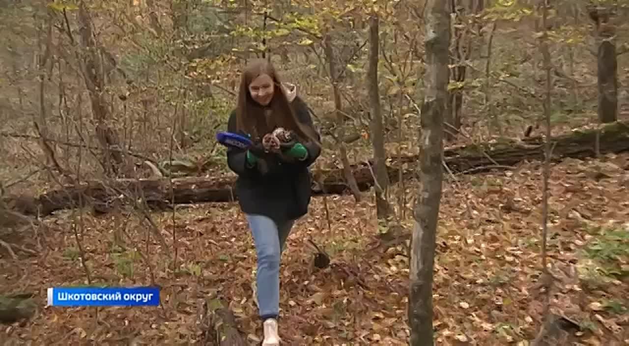 В Приморье разгар сезона сбора шишек