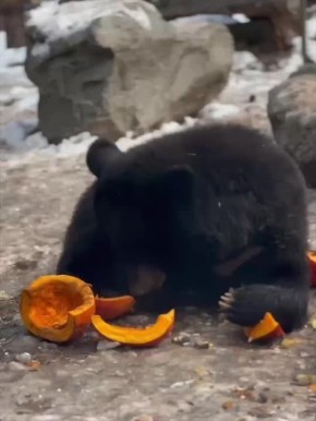 Уссурийских медведей угостили тыквой и морковью в Новосибирском зоопарке им. Шило