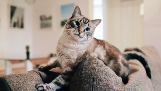 Липкий ролик не понадобится: вот как за минуту очистить диван от кошачьей шерсти