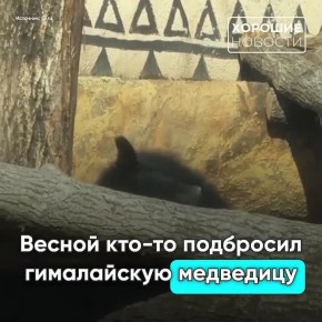 В Приморье спасли гималайскую медведицу