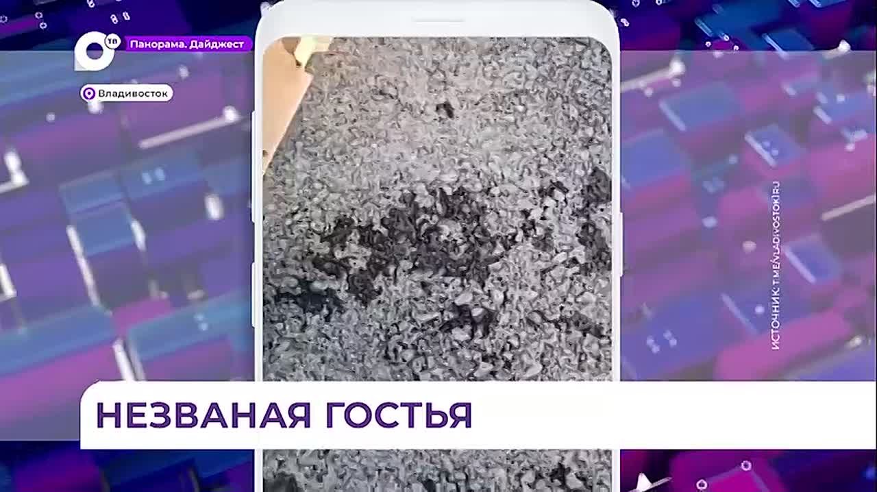 Незваная гостья поселилась на балконе одного из домов во Владивостоке