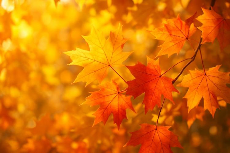 В Уссурийске этой осенью зафиксирована необычно теплая погода: температура достигла +12,8°C, что позволило городу войти в пятерку самых теплых мест России