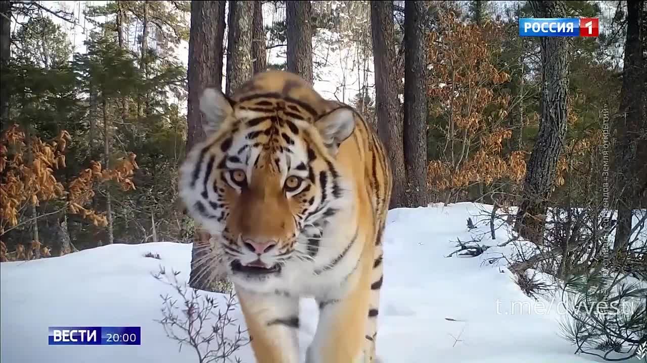 Зима близко. Значит, скоро тигры опять начнут выходить в сёла?