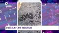 Незваная гостья поселилась на балконе одного из домов во Владивостоке