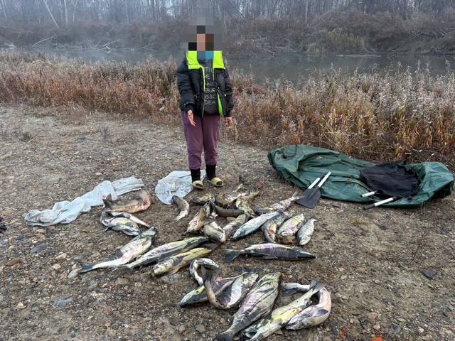 В Приморье в ходе операции «Путина-2025» сотрудники полиции задержали браконьеров на территории Хасанского района В Приморье в ходе операции «Путина-2025» сотрудники полиции задержали браконьеров на территории Хасанского района