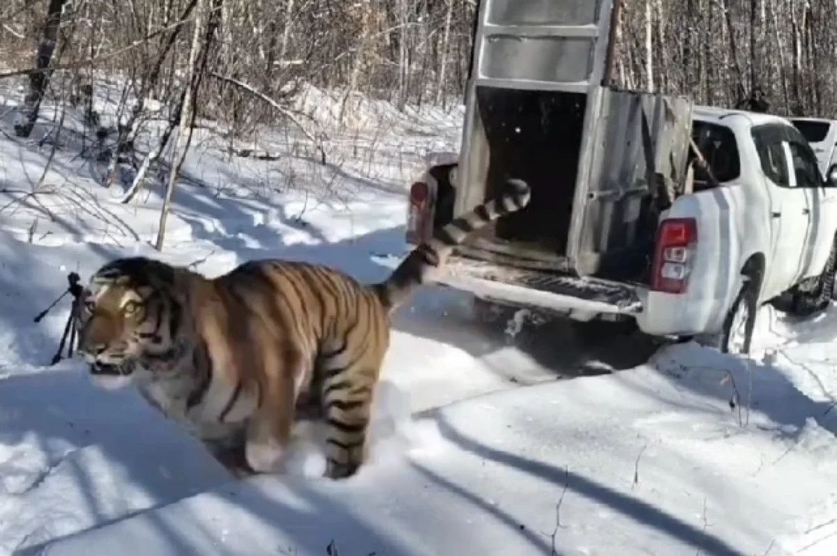 В Приморье утвердили закон, который позволяет без торгов передавать землю под центры для диких животных, не способных вернуться в природу