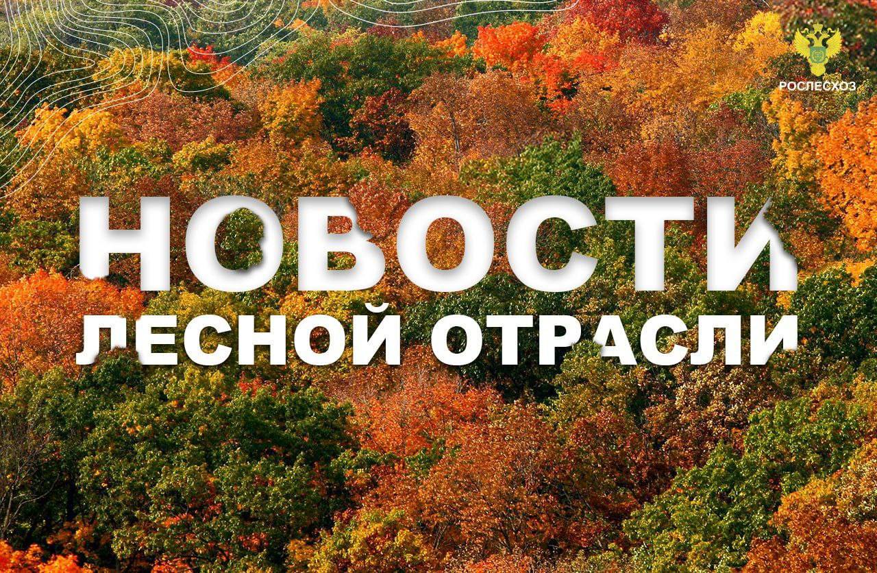 AK&M: Рослесхоз: в III квартале 2025 года в государственную собственность возвращено почти 300 га лесов