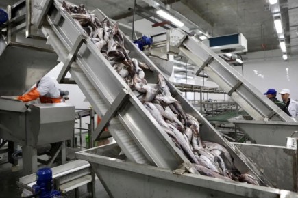 1 В Приморье построят три рыбоперерабатывающих завода на 2,2 млрд рублей
