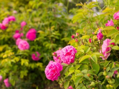 Июнь: ключевые заботы для blossoming садоводов