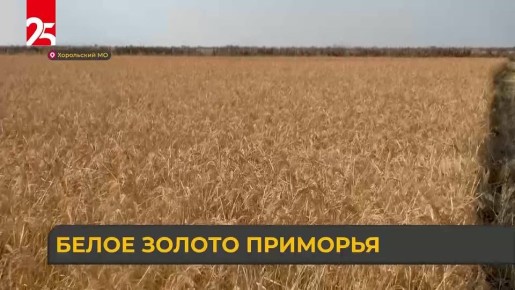 Начало ноября знаменует завершение уборки риса в Приморье