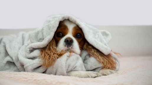 Популярное средство от шерсти питомцев оказалось пустышкой: долгого эффекта не ждите