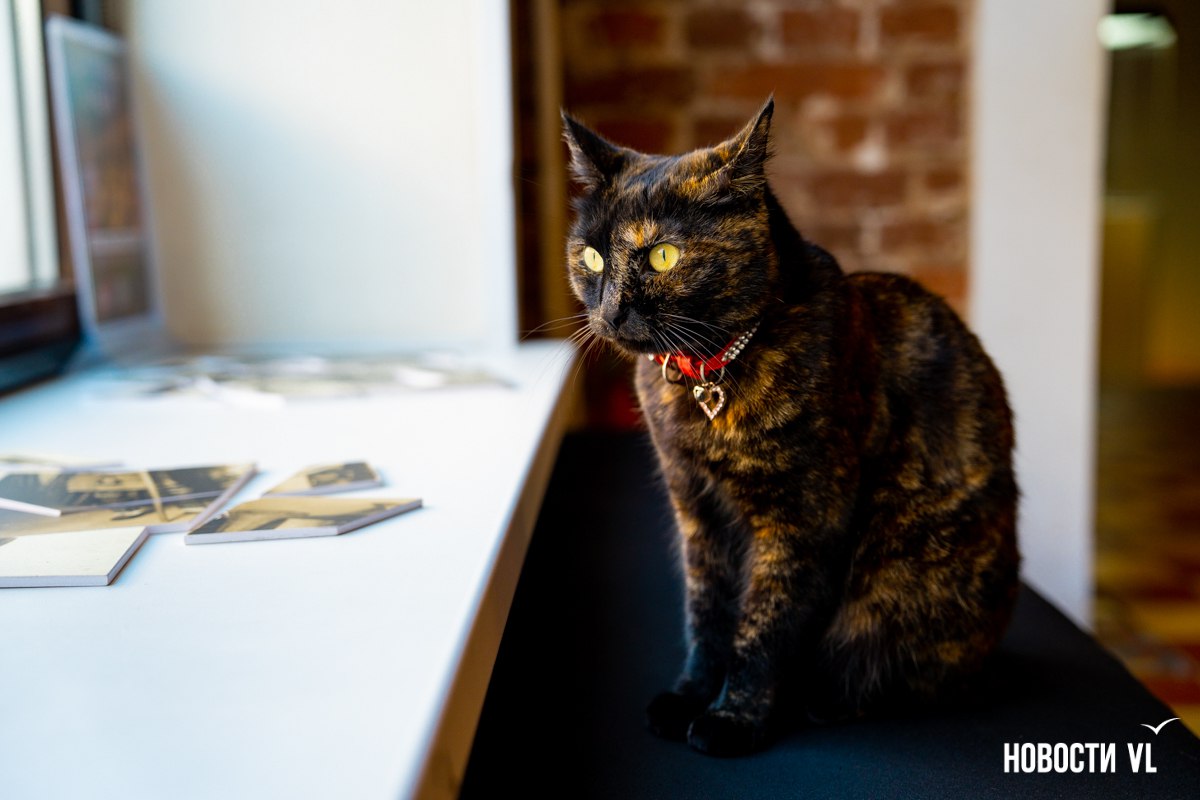 Без гуляний и ярких торжеств отметили в этом году «Ночь искусств» во Владивостоке Без гуляний и ярких торжеств отметили в этом году «Ночь искусств» во Владивостоке