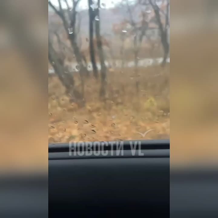 Шкотовский тигр наводит всё больше страха на местных жителей и распугивает туристов