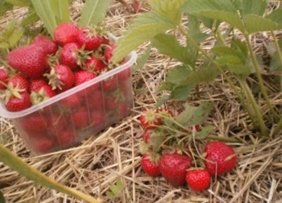 Как победить серую гниль на клубнике: эффективные методы и распространённые мифы